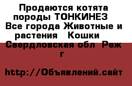 Продаются котята породы ТОНКИНЕЗ - Все города Животные и растения » Кошки   . Свердловская обл.,Реж г.